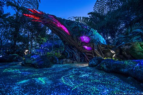 Photos Video Pandora The World Of Avatar Comes Alive At Night