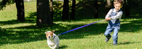How Do I Get My Dog To Stop Pulling On The Leash Exfed Dog Training