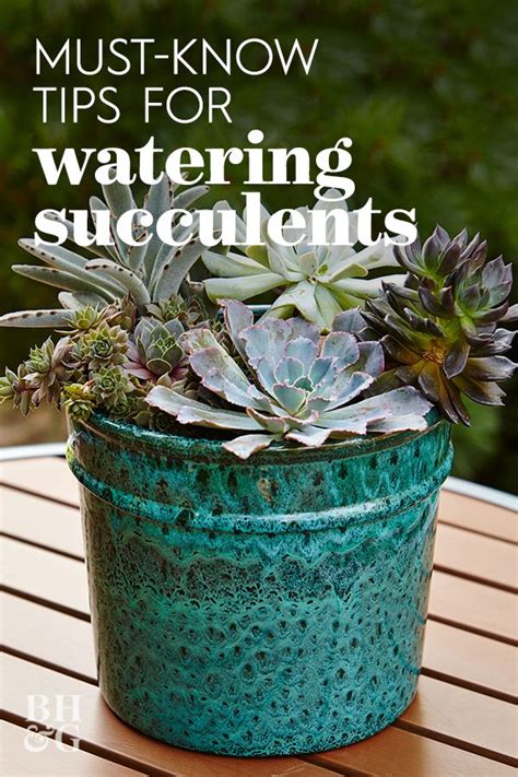 Essential tools for watering succulents. Must-Know Tips for Watering Succulents in 2020 | How to ...