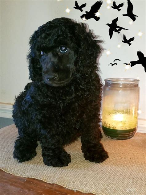 New puppies ready for forever homes coming soon. Solid Black Standard Poodle puppies in Texas - #black # ...
