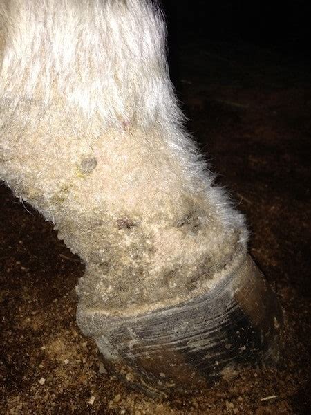 Lymphangitis A Frustrating Condition In Horses The Horse