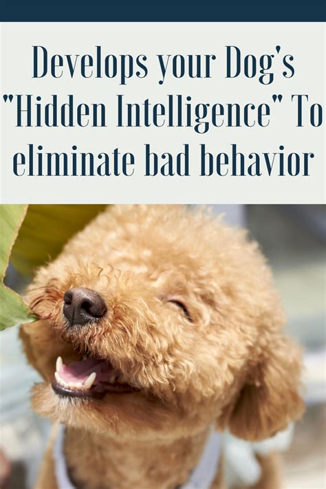 Develops Your Dogs Hidden Intelligence To Eliminate Bad Behavior