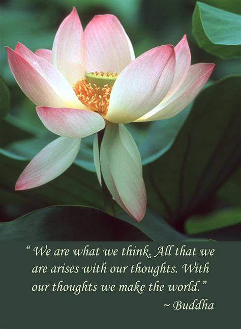 Maybe you would like to learn more about one of these? Lotus Flower Buddha Quote Photograph by Chris Scroggins