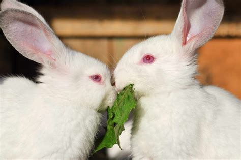 Белые кролики альбиносы с красными глазами и их особенности