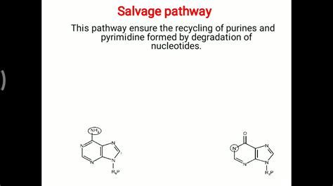 Purine Pyrimidine Salvage Pathway Youtube