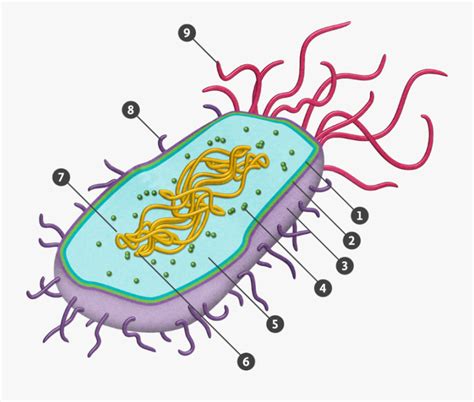 Transparent Prokaryote Png Download Prokaryotic Cell Diagram