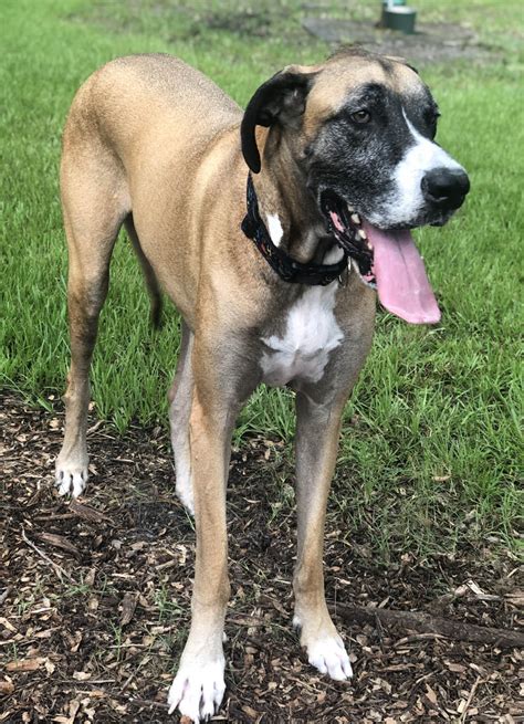 Great danes are affectionate, calm, loyal, and intelligent. Great Dane Rescue of Tampa Bay, Inc. - Available Danes