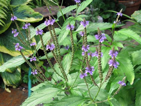 Vervain Facts And Health Benefits