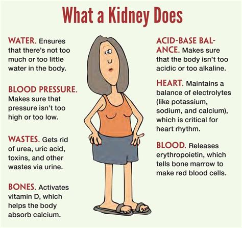 Kidney Function What Kidneys Do Dialysis Nurse Nurse Nursing Students