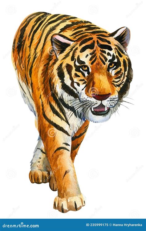 Tigers On An Isolated White Background Watercolor Hand Drawing Stock