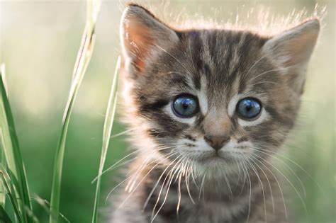 7 Super Cute Kitten Traits Youll Love Petbarn