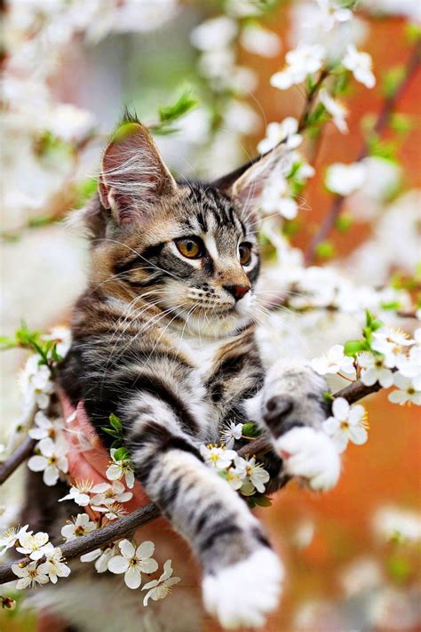 Spring Pictures Wallpapers And Screensavers For Your