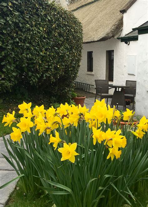 Dating back over 300 years, honeymoon cottage (cottages ireland) is an exclusive thatched holiday cottage nestled on bettystown's beachfront, on ireland's east coast. Cottages Gallery • Luxury Cottages in Ireland | Ireland ...