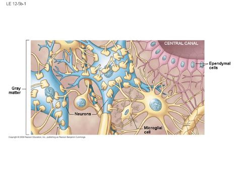 Le 12 1 Dendrites Perikaryon Nucleus Cell Body Axon