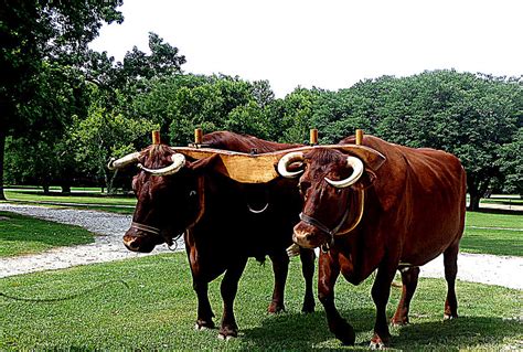 Oxen Yoked For Work Photograph By Victoria Beasley Fine Art America