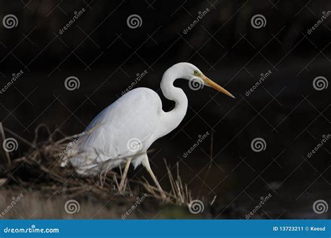 Great White Heron Stock Image Image Of Focused Background 13723211