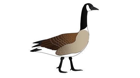 Low Poly Cartoon Canada Goose Ubicaciondepersonascdmxgobmx