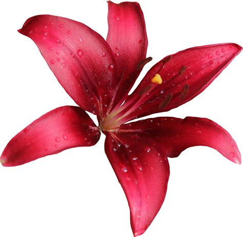Lily Png Free Download Png Mart