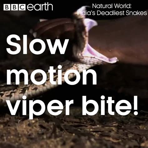 Bbc Earth Slow Motion Viper Bite