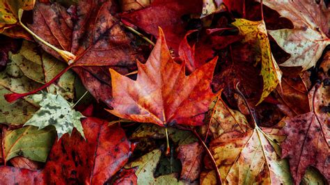 Download Wallpaper 3840x2160 Leaves Autumn Fallen Dry 4k Uhd 169 Hd