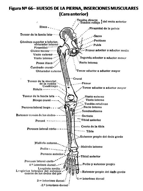 Atlas De AnatomÍa Humana 66 Huesos De La Pierna Inserciones