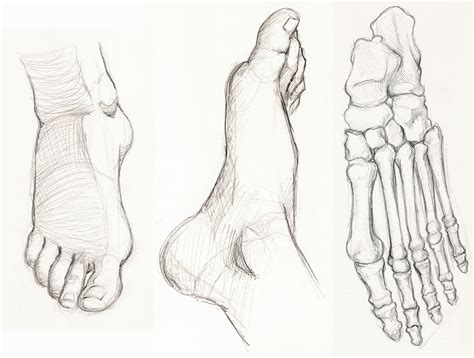Figure Drawing And Anatomy Foot Studies