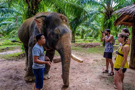 Thai Elephant Your Guide To The Best Khao Sok Elephant Sanctuary