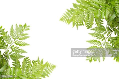 Greenery White Background Photos And Premium High Res Pictures Getty