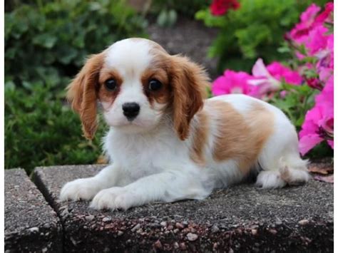 They were first recognized by the akc as a toy dog in 1945 and were fully this dog breed often confused with the english toy spaniel, which is called the king charles spaniel in the uk. Cavalier King Charles Spaniel Puppies For Sale | Houston ...