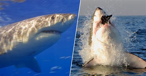 The film will concentrate on key aggregation. Rising Number Of Great White Sharks Are 'Bullying' People ...
