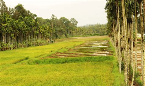 Paddy Fields In The Midst Of Coffee Arecanut Coconut Plantations