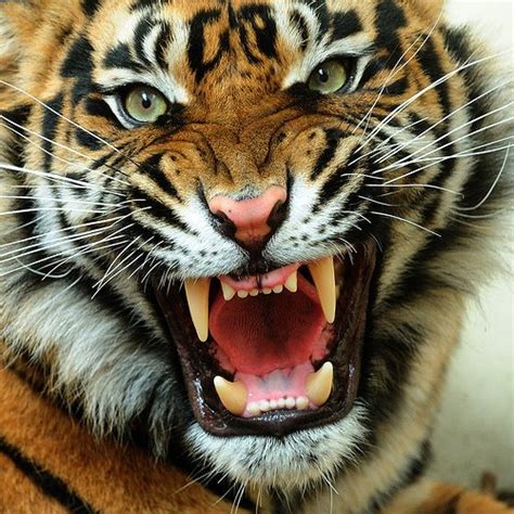 Cara Belajar Silat Harimau Sendiri Di Rumah Materi Belajar Online