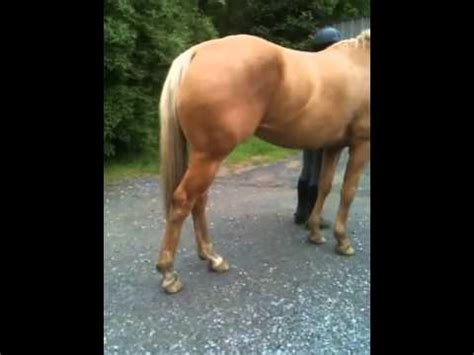 This shows up as an intermittent locking of the joint. Chance locking stifle - YouTube