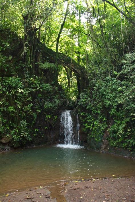 Costa Rican Rainforest Waterfall Stock Photo Image Of Outdoors