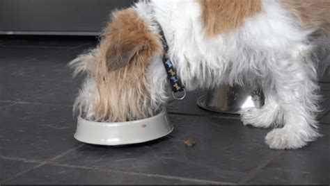 Likewise, products with fiber content anywhere near or below the lower end of this range… may not be as desirable. 4 Best High Fiber Dog Foods in 2020 (Complete Guide)