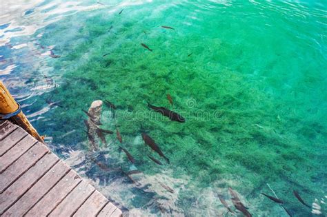Fish Swim In The Clear Water At The Pier Plitvice National Park