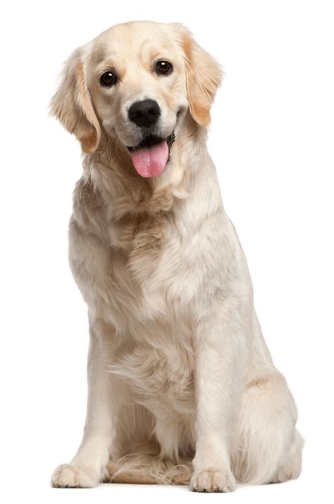Picture Dog Png Transparent Background 1803x2726px Filesize