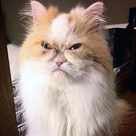 Persian Cat Named Louis Has Become The New Grumpy Cat PlayJunkie
