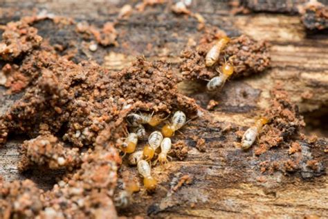 Termite Treatment In 4 Steps With A1 Exterminators A1 Exterminators