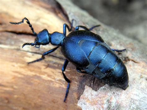 Species Identification Black Insect With Antennas And