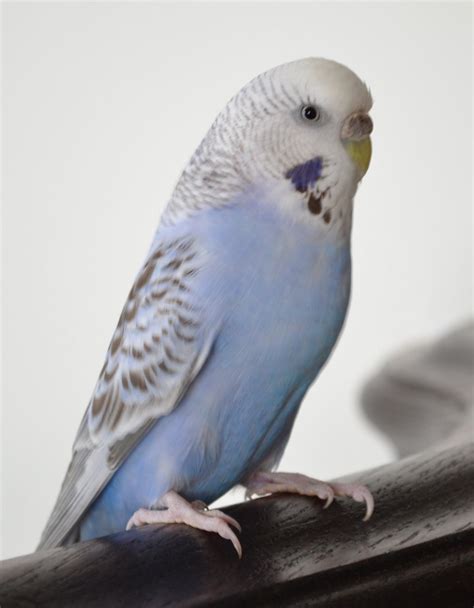 Blue Budgie Bird