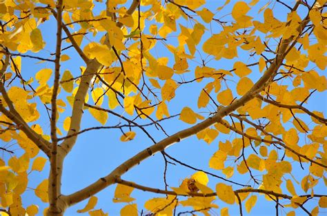 Hd Wallpaper Leaves Gold Golden Aspen Fall Tree Blue Sky