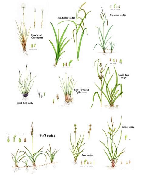 Sedges Are A Diverse And Beautiful Group Of Plants They Have Their Own