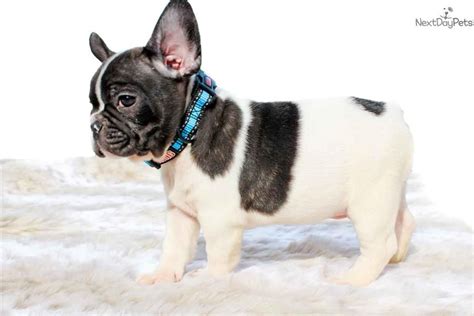 Our san diego, california puppy families recognize that there is a better way to choose and purchase a puppy. French Bulldog puppy for sale near San Diego, California | 7c882d0c-1571 | French and English ...