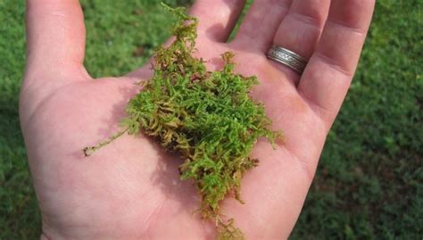 How To Grow Moss Complete Step By Step Guide 2022
