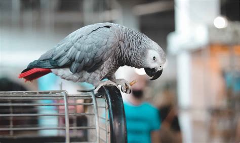 The Best Parrot Cages Reviewed And Ranked A Z Animals