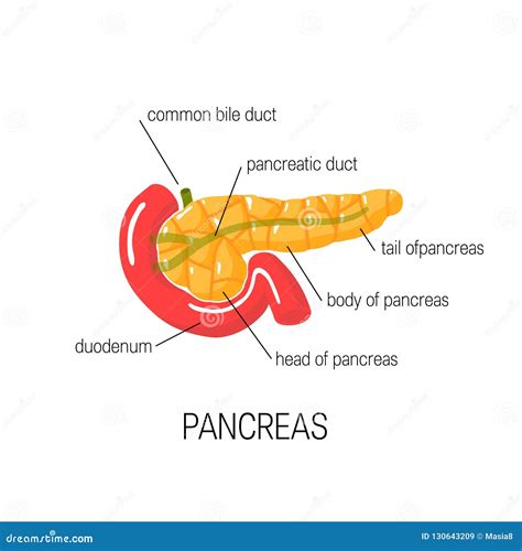 Anatomia Do Pancreas