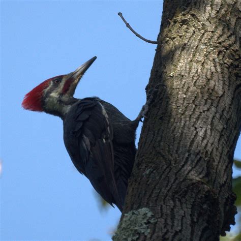 Pileated Woodpecker Mikes Birds Flickr