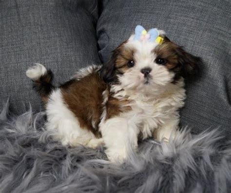 Explore 87 listings for shitzu puppies for sale at best prices. Shih Tzu Puppy for Sale - Adoption, Rescue for Sale in Warsaw, Indiana Classified ...