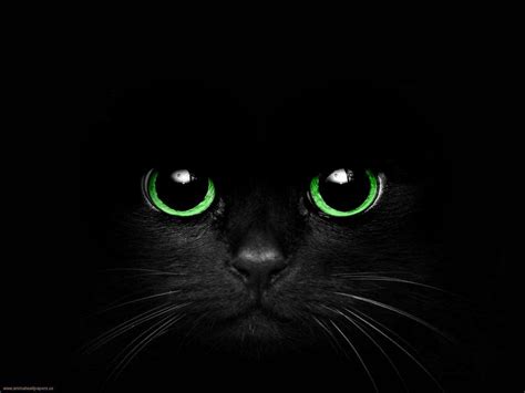 Black Cat With Green Eyes By Cometsong On Deviantart Schwarze Katze